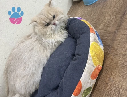 British longhair  erkek