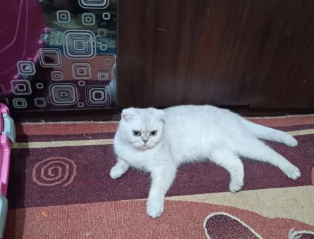 Scottish fold kedim için eş arıyorum - 118975786