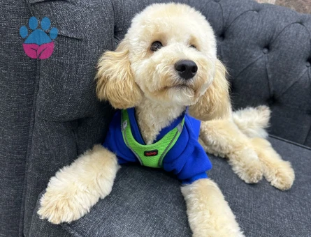 Maltipoma Dişi Arıyorum