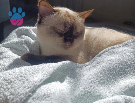 2 yaşında siyam Dişi Kızgınlıkta