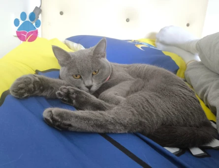 1 yaşında british russian blue dişi eş arıyoruz