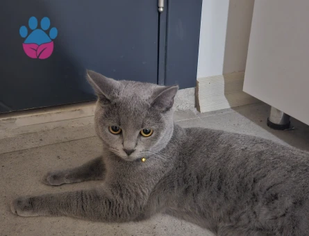 1 yaşında british russian blue dişi eş arıyoruz