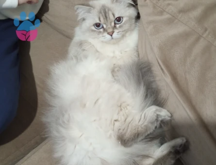 Dişi kedimize eş arıyoruz