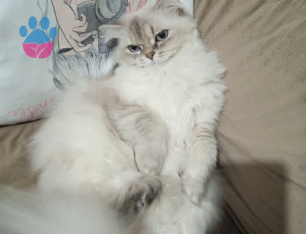 Dişi kedimize eş arıyoruz