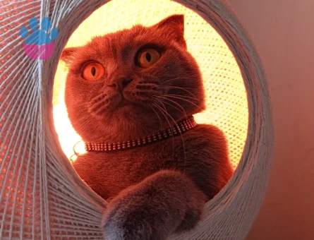 Scottish Fold Kızgınlıkta Eş Arıyor
