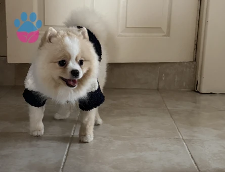Pomeranian Boo Köpeğim Eş Arıyor