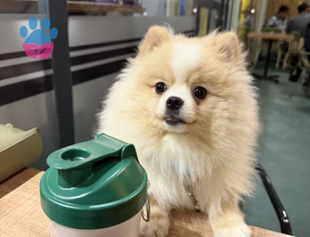 Pomeranian Boo Köpeğim Eş Arıyor