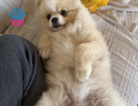 Pomeranian Boo Köpeğim Eş Arıyor