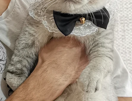 British shorthair silver 1,5 Yaşında - 118966803