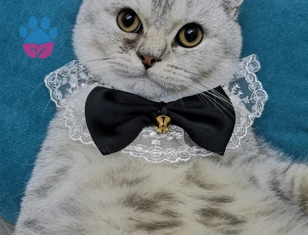 British shorthair silver 1,5 Yaşında