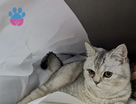 British shorthair silver 1,5 Yaşında