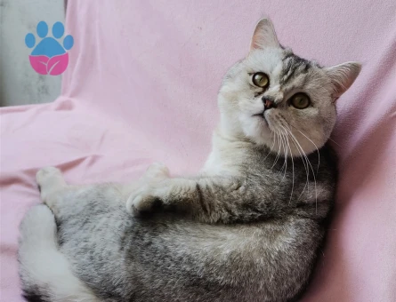 British shorthair silver 1,5 Yaşında