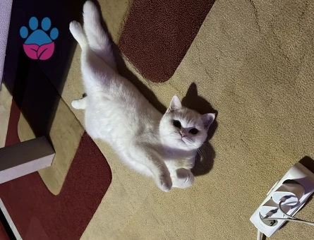 1 yaşındaki mia kedime Scotish fold blue point erkek eş arıyorum…