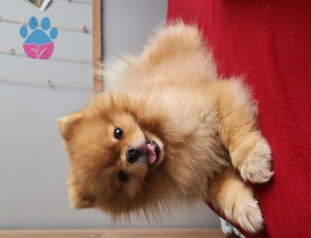 Pomeranian boo Dişi eş arıyoruz