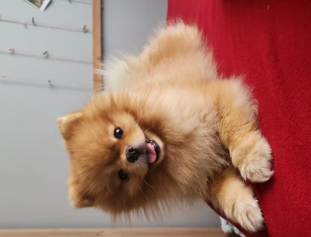 Pomeranian boo Dişi eş arıyoruz - 118966832