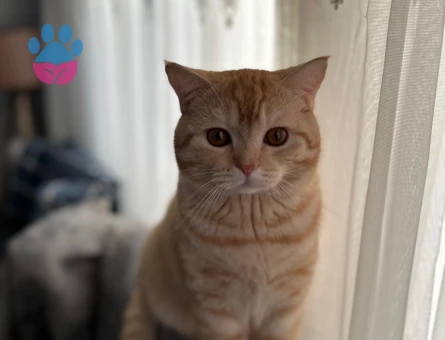 British 10 aylık oğlumuza eş aramaktayız