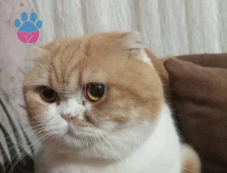 Egzotik Scottish 3 Yaşında Erkek