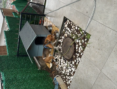 2 yaş beagle erkek köpeğimi çiftleştirmek istiyorum - 118966846