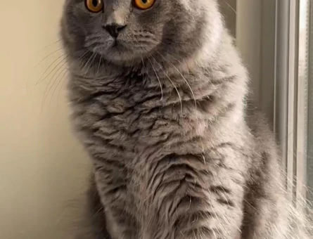 British Longhair - 118976527