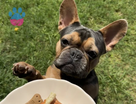 French bulldog rolex