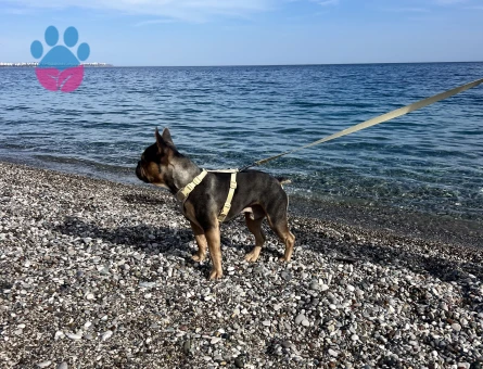 French bulldog rolex