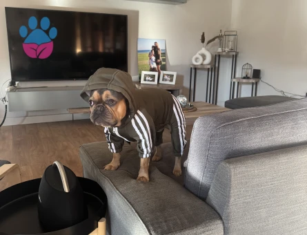 French bulldog rolex