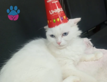 Luna'ya uygun bir eş arıyoruz