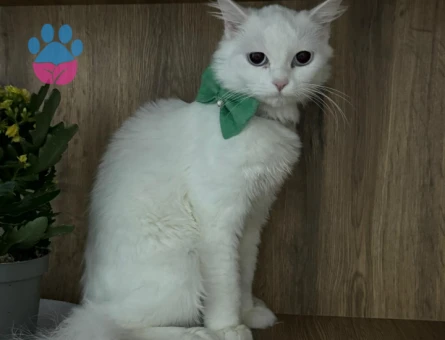 Luna'ya uygun bir eş arıyoruz