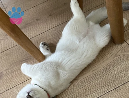 BRİTİSH SHORT HAİR OĞLUMA EŞ ARIYORUZ 😍