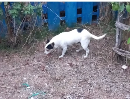 Jack Russell - 118976535