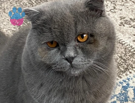 Erkek Schottish fold kedime eş adayı arıyorum