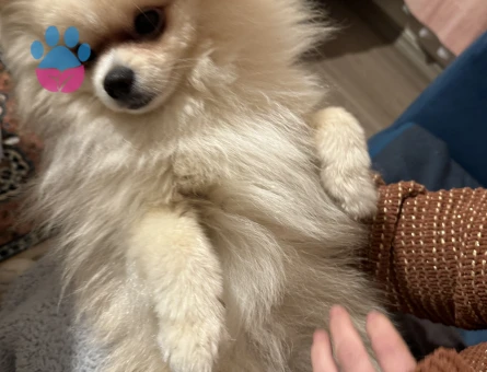 3 kilo Pomeranian Boo oğlumuza ilk eş