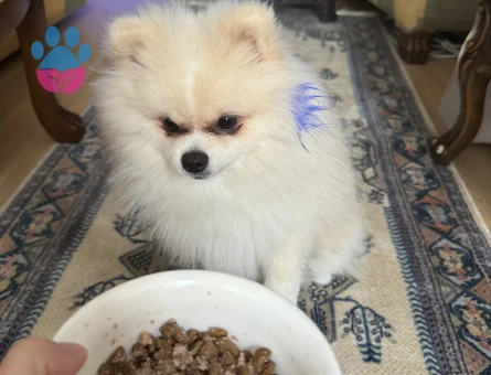 3 kilo Pomeranian Boo oğlumuza ilk eş