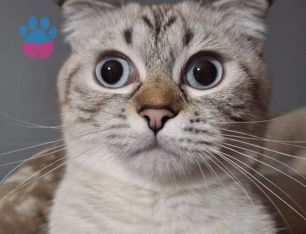 11 aylık scotish fold kedimize eş arıyoruz