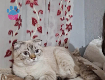 11 aylık scotish fold kedimize eş arıyoruz