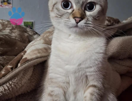 11 aylık scotish fold kedimize eş arıyoruz