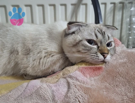 11 aylık scotish fold kedimize eş arıyoruz