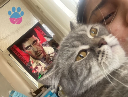 Acil İzmir’den kızgın dişi için erkek arıyorum