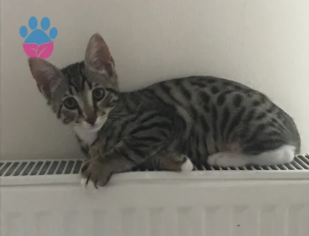 Tekir erkek kedimize eş arıyoruz