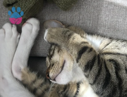 Tekir erkek kedimize eş arıyoruz