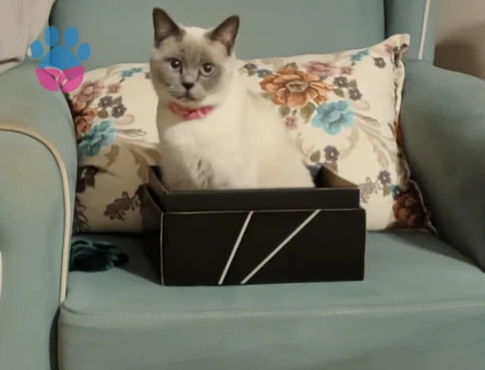 Briitsh Shorthair Kedime Damat Arıyoruz