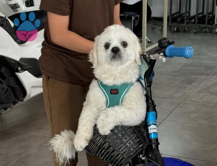 Shih Tzu Oğluma dişi eş arıyorum