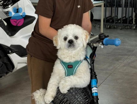 Shih Tzu Oğluma dişi eş arıyorum