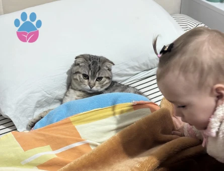 7 Aylık Scotish Dişi Kedi