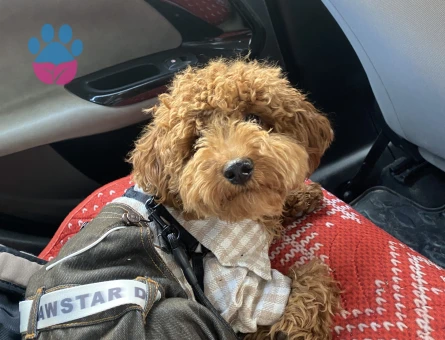 Toy Poddle Tobyme dişi eş arıyorum