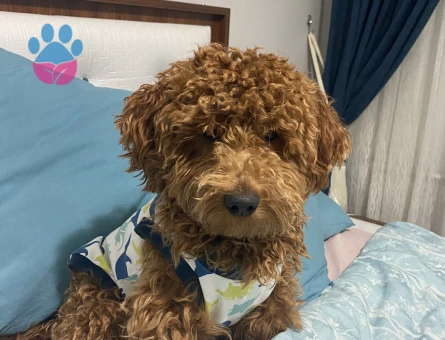 Toy Poddle Tobyme dişi eş arıyorum