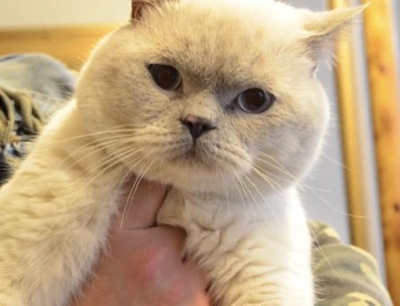 Tecrübeli British Shorthair Oğlumuza Eş Arıyoruz - 118968943
