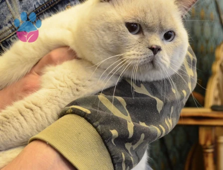 Tecrübeli British Shorthair Oğlumuza Eş Arıyoruz
