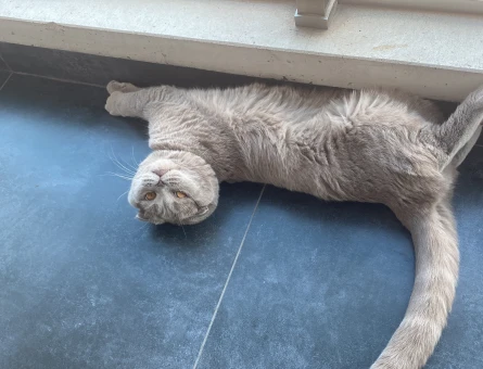 Scottish Fold Oğluşuma Eş Arıyorum - 118968949