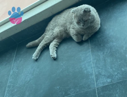 Scottish Fold Oğluşuma Eş Arıyorum